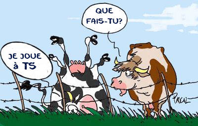 Vaches_je joue à TS.jpg