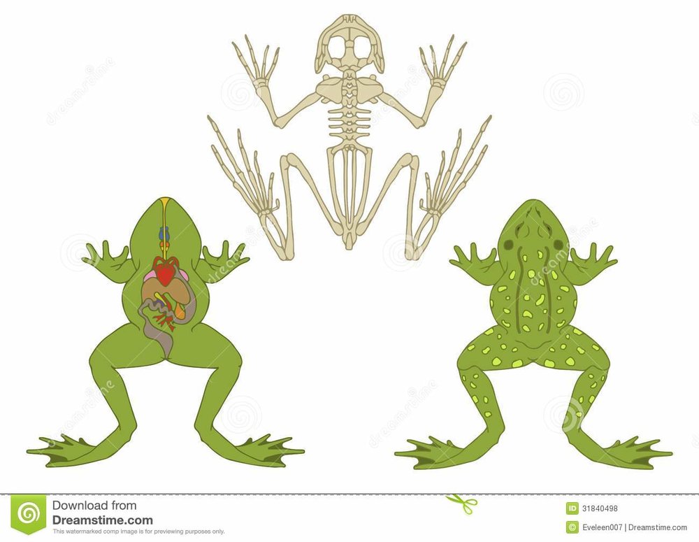 grenouille-section-transversale-et-squelette-31840498[1].jpg
