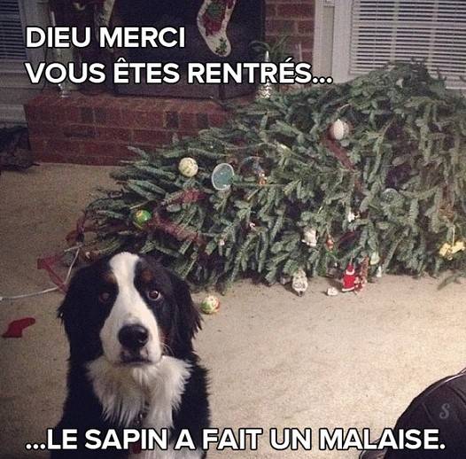 chien sapin noel tombé.jpg