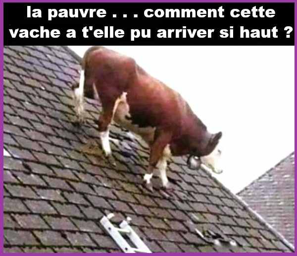 1.jpg.4752878fc8173815aad926385a27c056.jpg